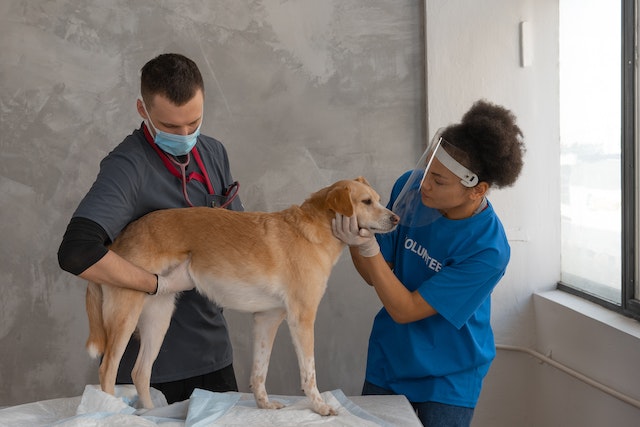a veterinarian and a volunteer assessing a light brown dog's health